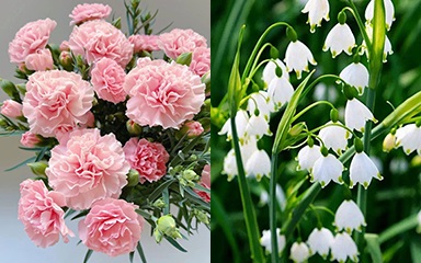 January Birth Flower | month birth flower