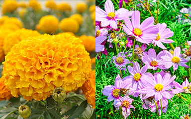 October Birth Flower | month birth flower