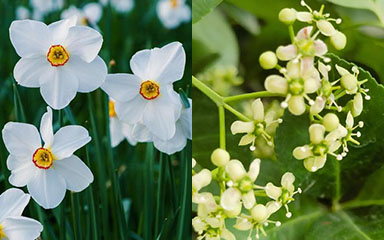December Birth Flower | month birth flower
