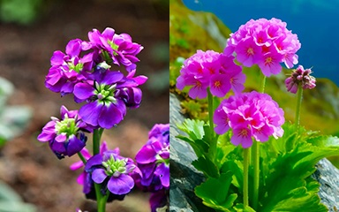 February Birth Flower | month birth flower
