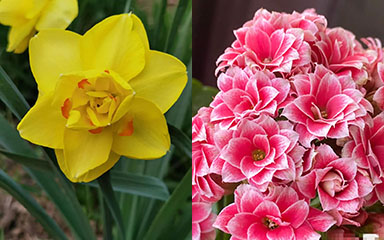 March Birth Flower | month birth flower