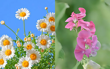 April Birth Flower | month birth flower