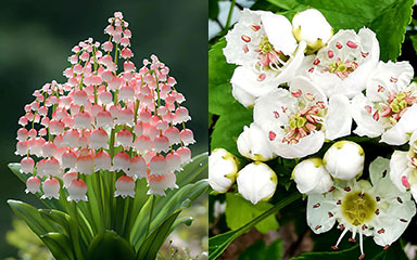 May Birth Flower | month birth flower