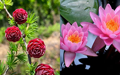 July Birth Flower | month birth flower