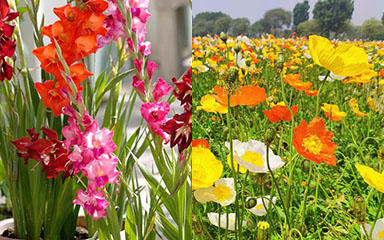 August Birth Flower | month birth flower