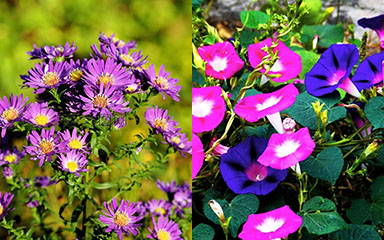 September Birth Flower | month birth flower