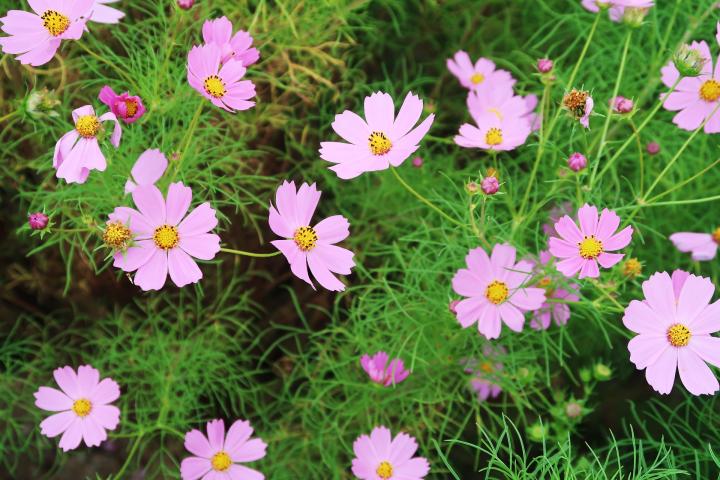 april birth flower