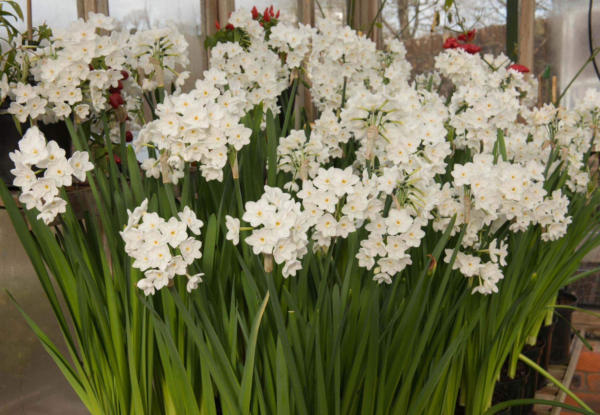april birth flower