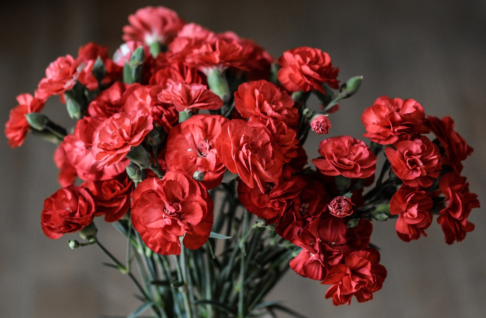 month birth flower carnation