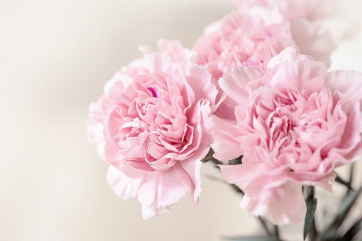 january birth flower