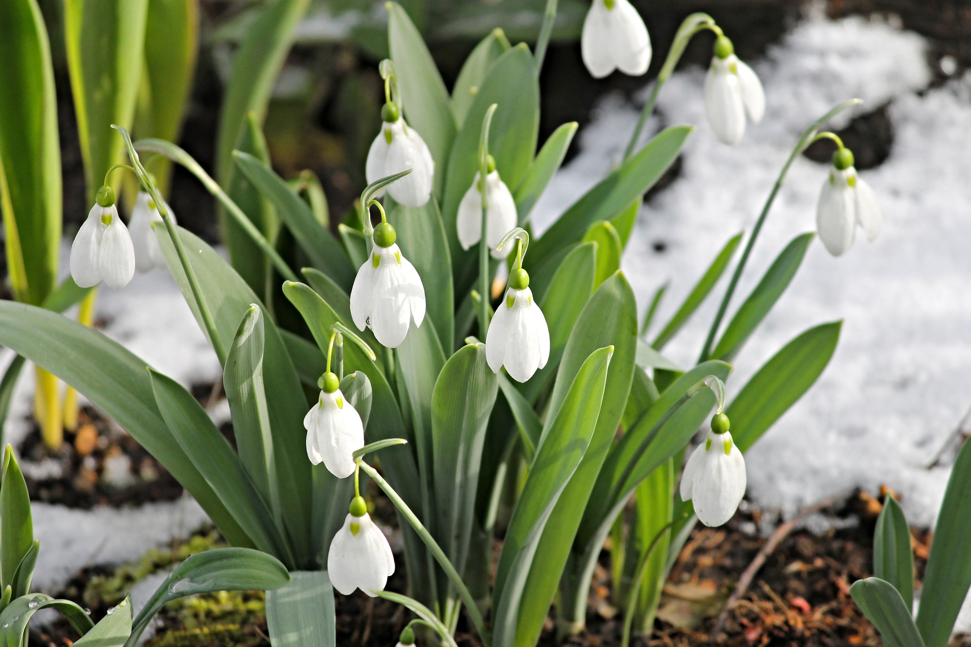 month birth flower snowdrop