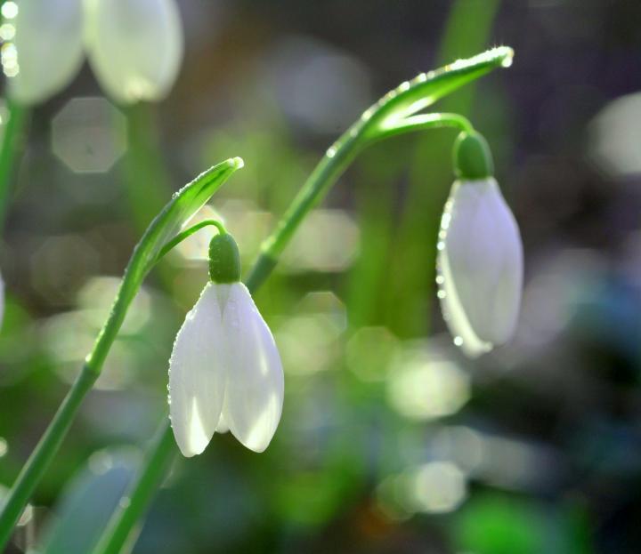 month birth flower snowdrop