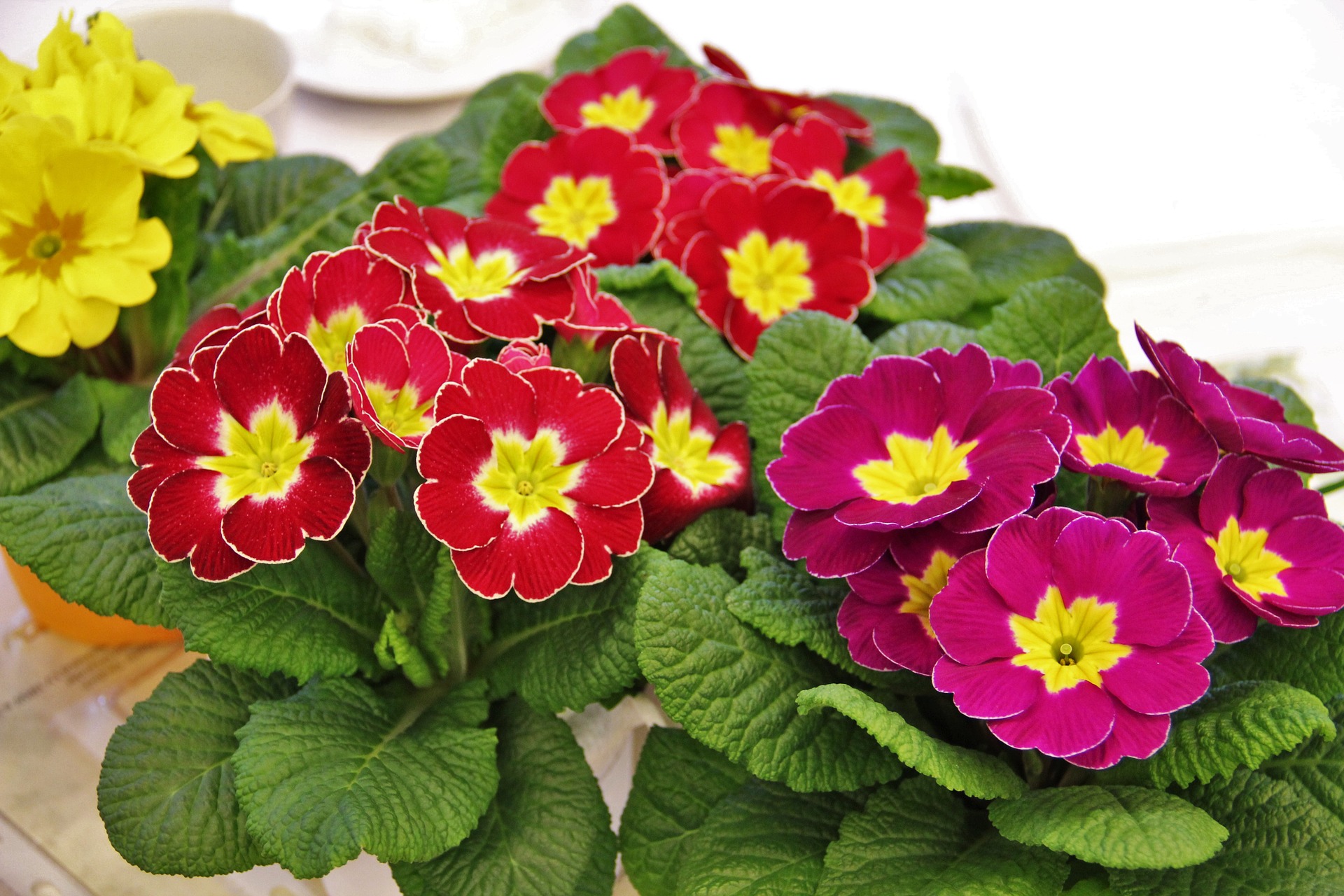 february birth flower