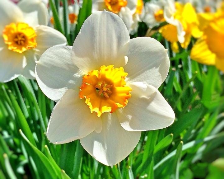 march birth flower