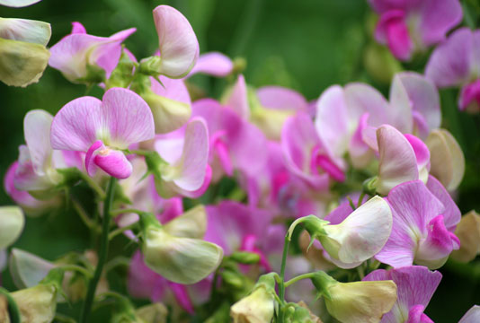 april birth flower