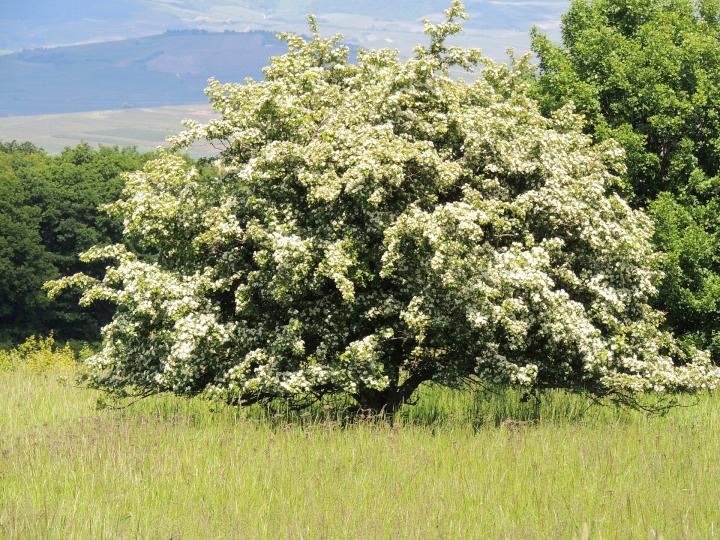 april birth flower