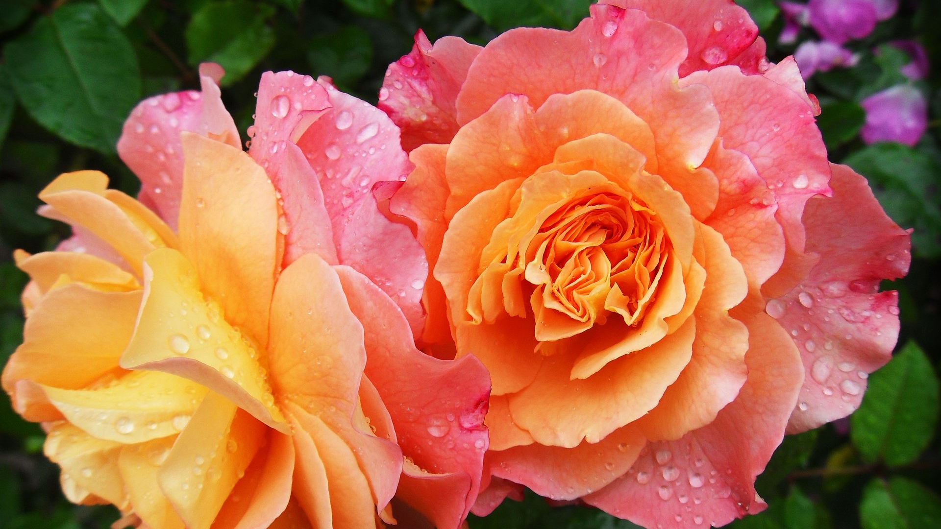 month birth flower carnation