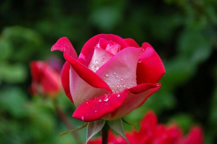 month birth flower carnation