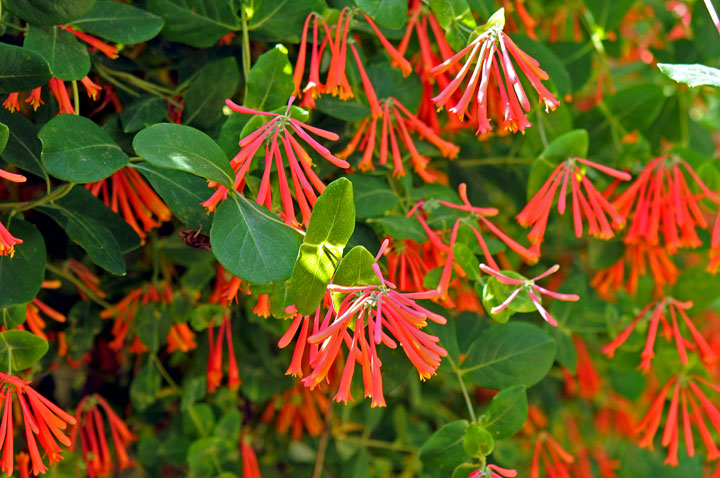 april birth flower
