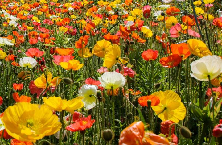 april birth flower