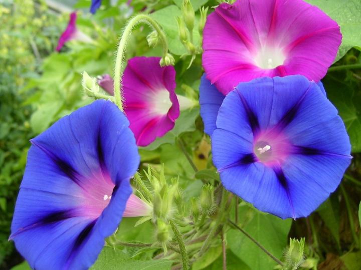 april birth flower