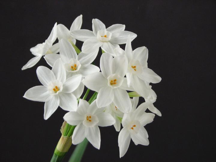 december birth flower