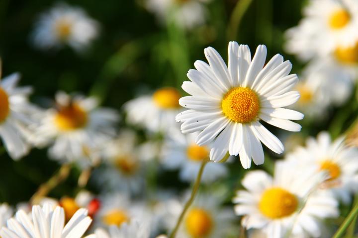 april birth flower