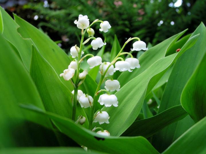may birth flower