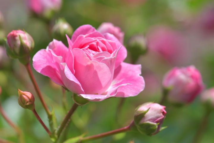 june birth flower