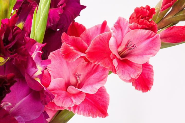 august birth flower