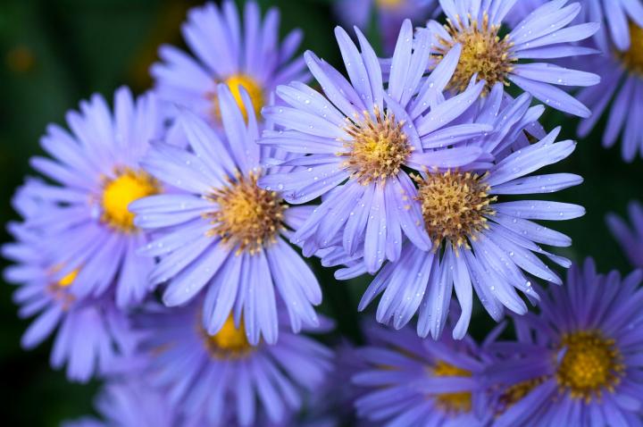 september birth flower